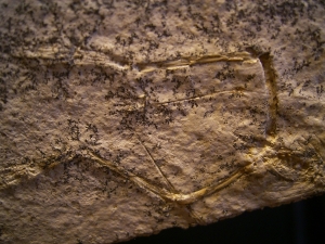 Pterodayctylus Baby  - Seltenes Flugsaurier-Fossil