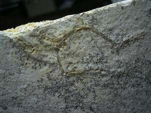 Pterodayctylus Baby, Seltenes Flugsaurier-Fossil