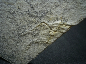 Pterodayctylus Baby, Seltenes Flugsaurier-Fossil