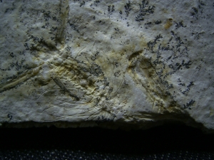 Pterodayctylus Baby, Seltenes Flugsaurier-Fossil