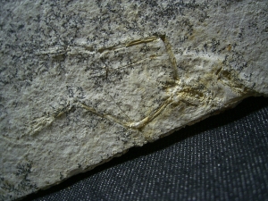 Pterodayctylus Baby, Seltenes Flugsaurier-Fossil