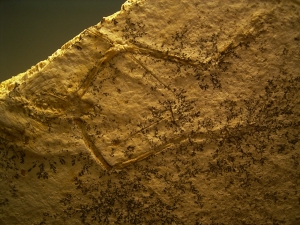 Pterodayctylus Baby, Seltenes Flugsaurier-Fossil