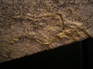 Pterodayctylus Baby, Seltenes Flugsaurier-Fossil