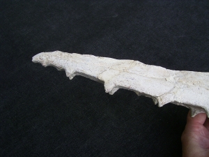 Vogel-Schaedel Odontopteryx gigas