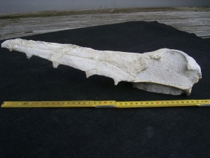 Vogel-Schaedel Odontopteryx gigas