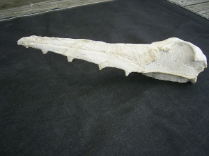 Vogel-Schaedel Odontopteryx gigas