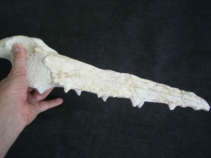 Vogel-Schaedel Odontopteryx gigas