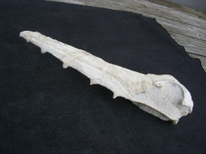 Vogel-Schaedel Odontopteryx gigas