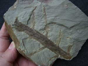 Annularia tolles Pflanzenfossil aus Bad Sobernheim