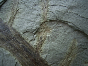 Annularia tolles Pflanzenfossil aus Bad Sobernheim