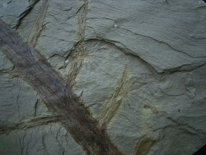Annularia tolles Pflanzenfossil aus Bad Sobernheim