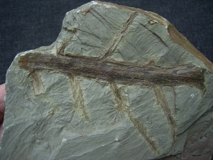 Annularia tolles Pflanzenfossil aus Bad Sobernheim