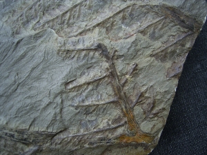 Pecopteris cyathaea aus Bad Sobernheim