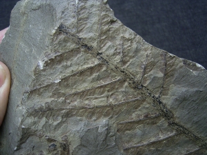 Pecopteris cyathaea aus Bad Sobernheim