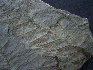 Pecopteris cyathaea aus Bad Sobernheim