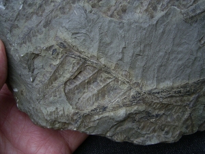 Pecopteris cyathaea aus Bad Sobernheim