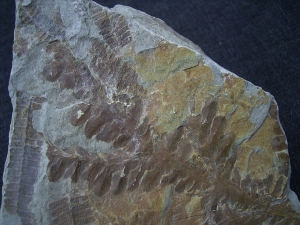 Rachiphyllium schenkii aus Bad Sobernheim