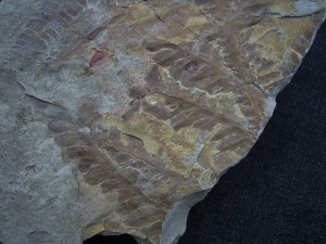 Rachiphyllium schenkii aus Bad Sobernheim