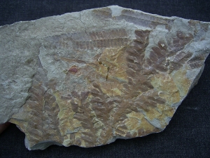 Rachiphyllium schenkii aus Bad Sobernheim