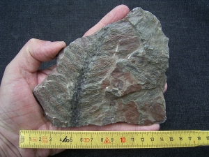 Pecopteris spec. aus Bad Sobernheim