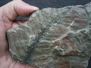 Pecopteris spec. aus Bad Sobernheim