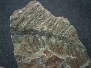 Pecopteris spec. aus Bad Sobernheim