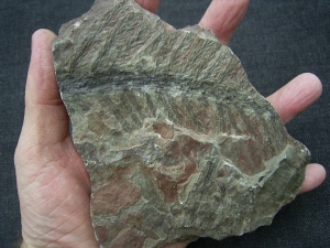 Pecopteris spec. aus Bad Sobernheim