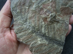 Pecopteris spec. aus Bad Sobernheim