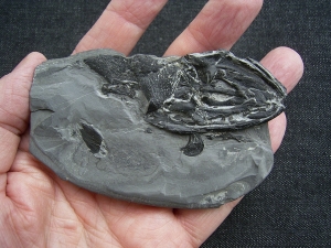 Glanochthon Teilskelett - 3-D Erhaltung