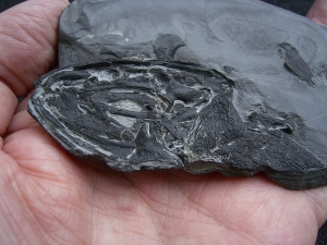 Glanochthon Teilskelett - 3-D Erhaltung