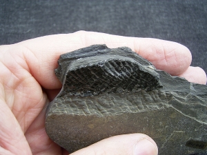 Glanochthon Teilskelett - 3-D Erhaltung