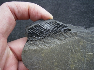 Glanochthon Teilskelett - 3-D Erhaltung