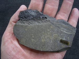 Glanochthon Teilskelett - 3-D Erhaltung