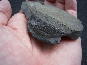 Glanochthon Teilskelett - 3-D Erhaltung