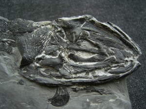 Glanochthon Teilskelett - 3-D Erhaltung