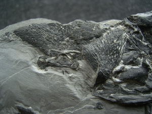 Glanochthon Teilskelett - 3-D Erhaltung