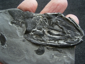 Glanochthon Teilskelett - 3-D Erhaltung