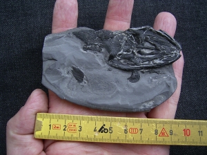 Glanochthon Teilskelett - 3-D Erhaltung