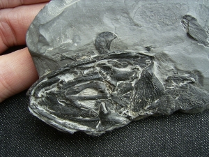 Glanochthon Teilskelett - 3-D Erhaltung