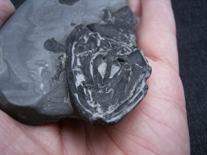 Glanochthon Teilskelett - 3-D Erhaltung