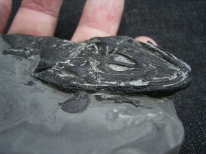 Glanochthon Teilskelett - 3-D Erhaltung