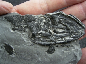 Glanochthon Teilskelett - 3-D Erhaltung