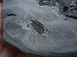 Glanochthon Teilskelett - 3-D Erhaltung