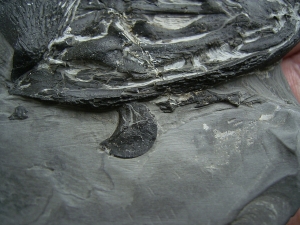 Glanochthon Teilskelett - 3-D Erhaltung