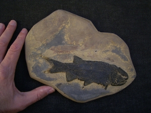 Z - Paramblypterus - Spitzenstueck in 3-D-Erhaltung