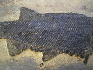Z - Paramblypterus - Spitzenstueck in 3-D-Erhaltung