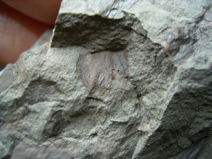 Eurypteriden Parahughmilleria hefteri