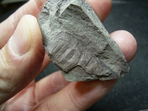Eurypteriden Parahughmilleria hefteri