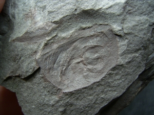 Eurypteriden Parahughmilleria hefteri