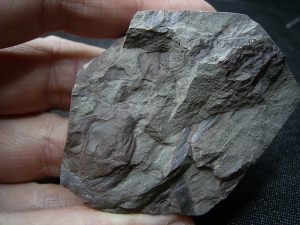 Eurypteriden Parahughmilleria hefteri
